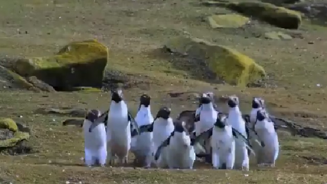 Penguin chasing butterfly