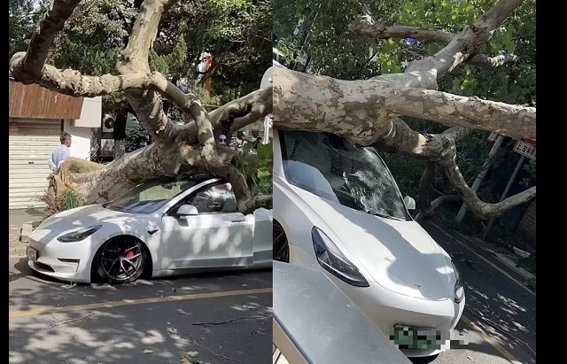 Tree falls on Tesla car