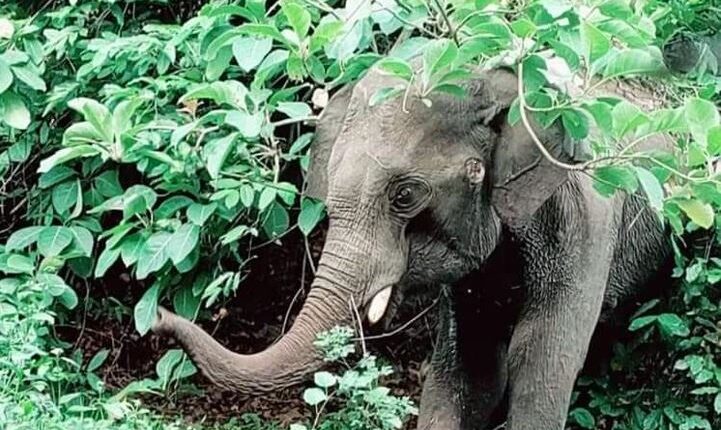 elephant dead odisha