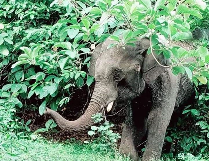 carcass of elephant found in Athgarh