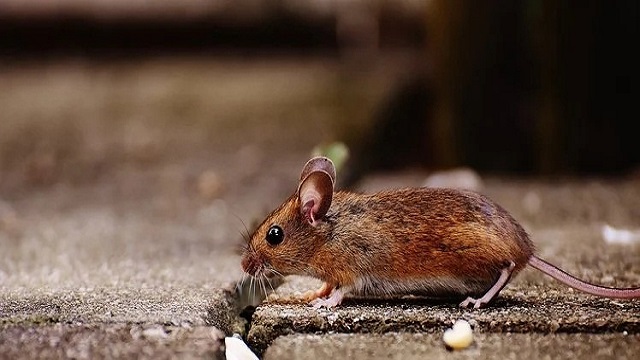 Japanese scientists create mice