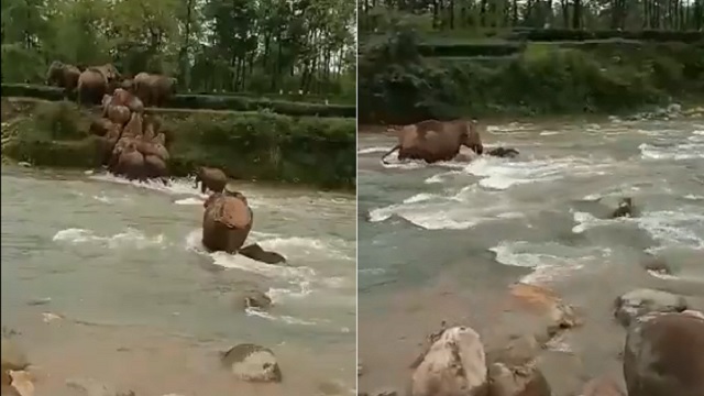 mother_elephant_saves_baby_from_drowning