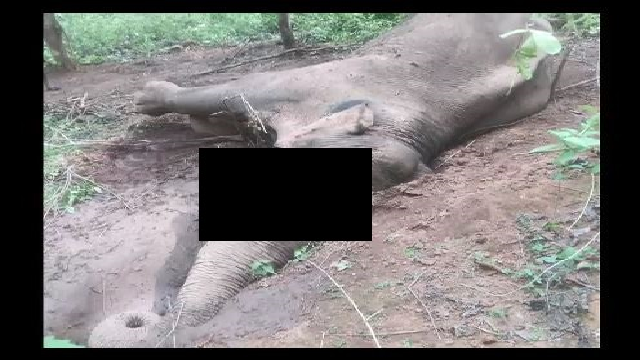 elephant found dead in odisha