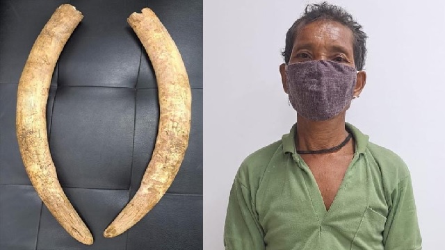 elephant tusks seized in angul