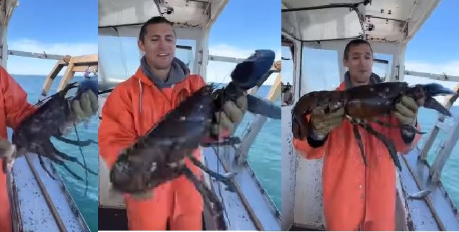 Man catches giant lobster
