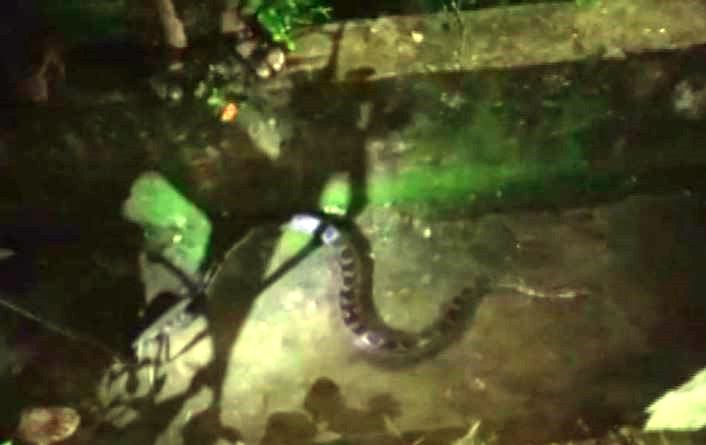 8 feet long python rescued in Odisha’s Kandhamal