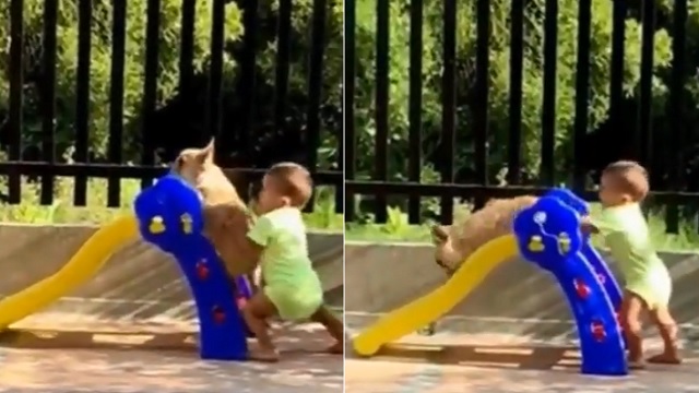 baby helps dog get on slide