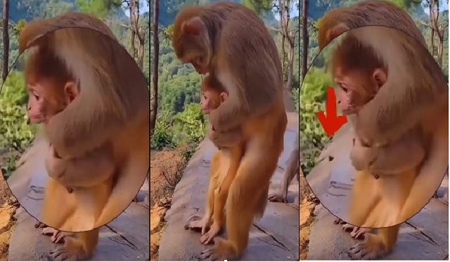 Mother monkey saves her choking infant