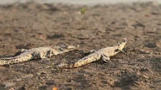 Record number of crocodile nesting sites found in Bhitarkanika & Rajnagar of Odisha