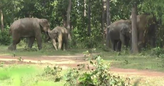 Odisha: Herd of 23 Jharkhand elephants wreak havoc in Karanjia forest division