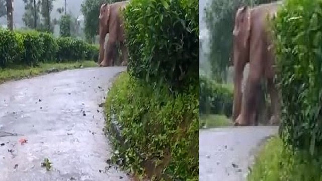 Mother elephant protects her baby from rain