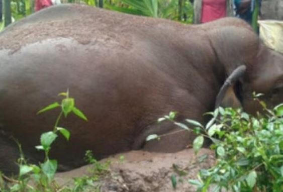 Elephant carcass found in Odisha’s Balasore district