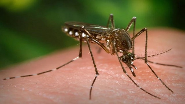 Cambodia dengue cases