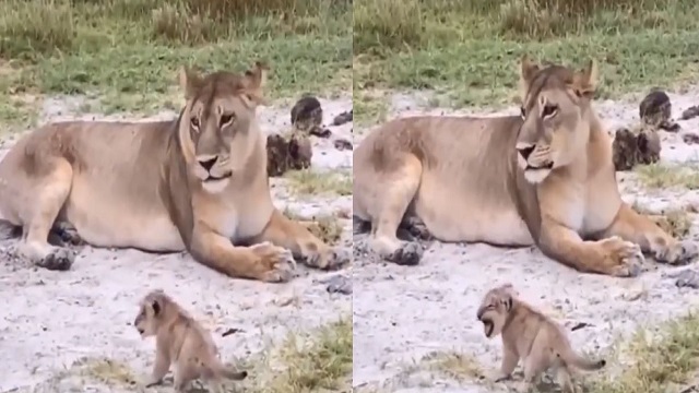 Viral Video Lion Cub