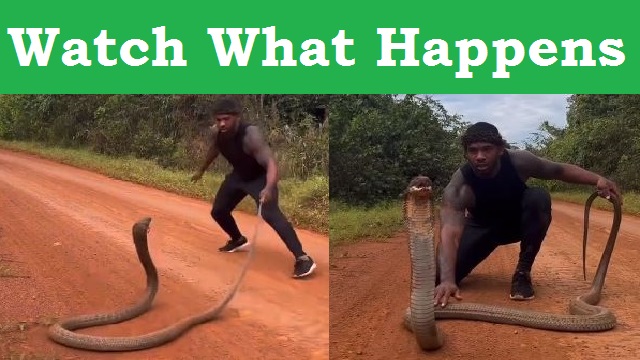 Man plays with king cobra without fear