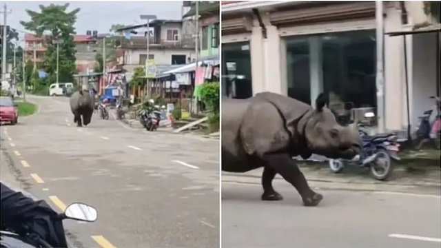 Rhino running on road