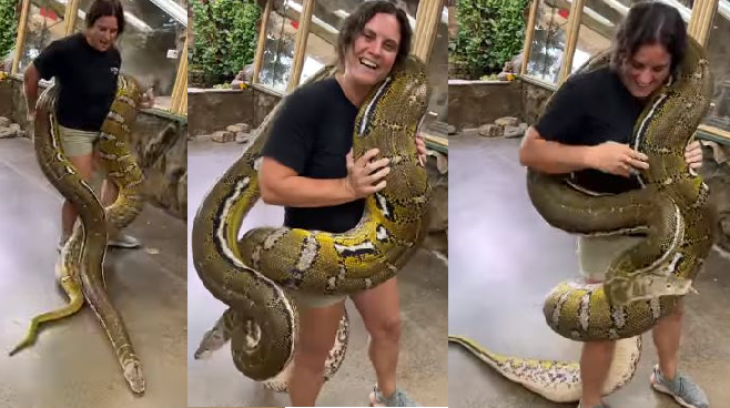 longest snake in the world