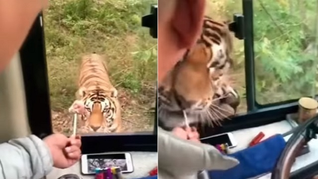 man opened window to feed tiger
