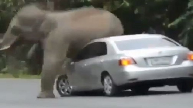 elephant trying to cratch itself on car