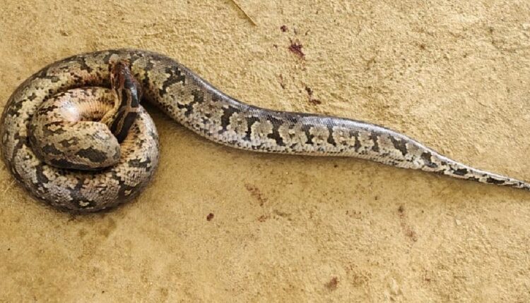 9 feet python rescued in Odisha’s Bargarh