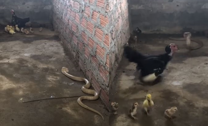 Mother chicken saves chicks from Cobra viral video