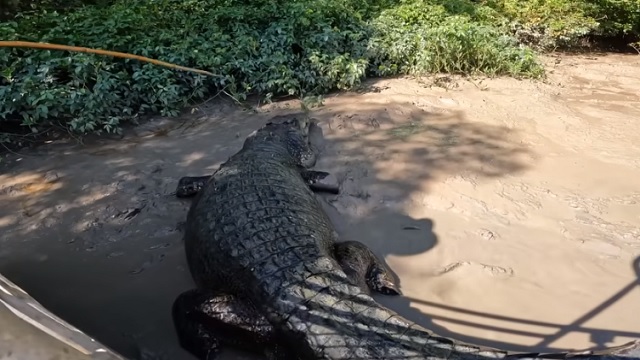 dominator crocodile
