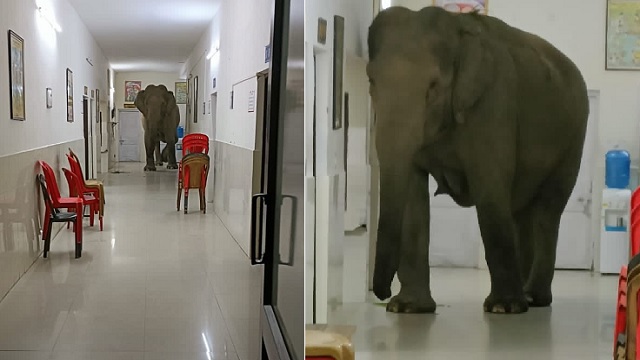 elephant enters hospital in west bengal