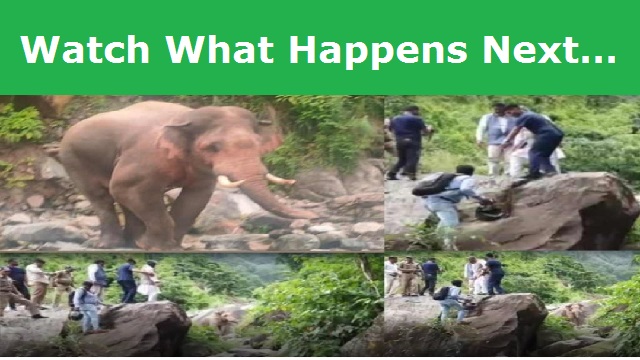 Elephant came in front of former CM Trivendra's car, left the vehicle and saved his life by climbing on the rock.