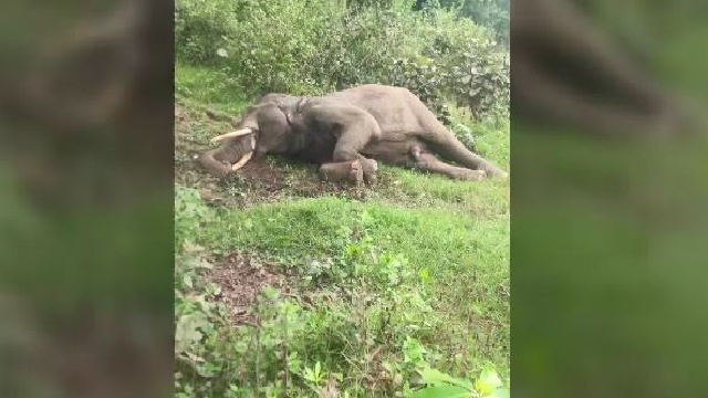 Elephant found dead in Cuttack of Odisha