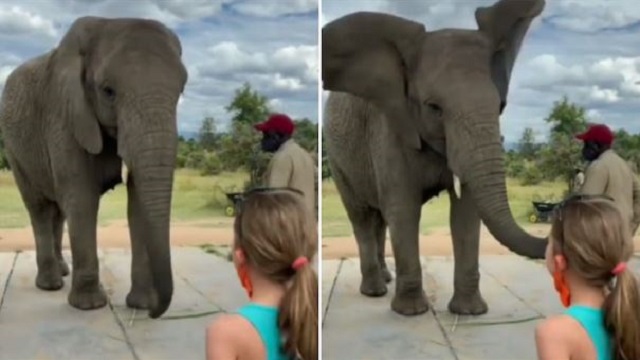 elephant mimics little girl