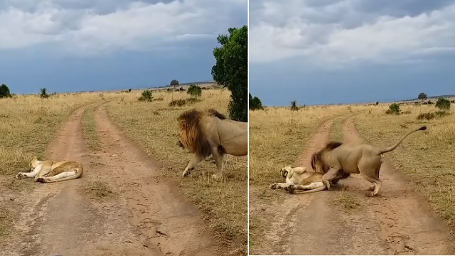 lion wakes up lioness