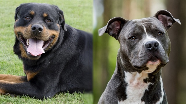 Pitbull and Rottweiler
