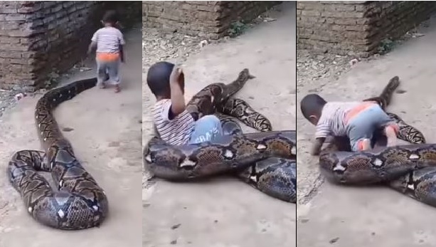 Small kid fearlessly plays with huge python: Watch viral video