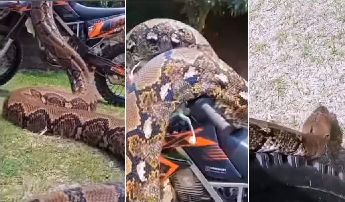 Huge reticulated python on motorcycle in scary video: Watch