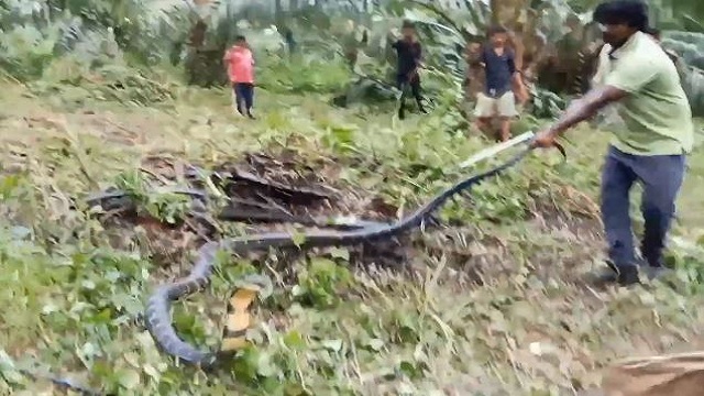 14ft King Cobra rescued from palm oil farm