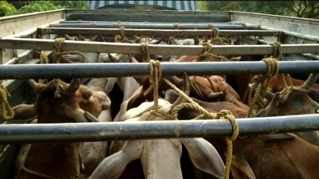 cattle smugglers odisha