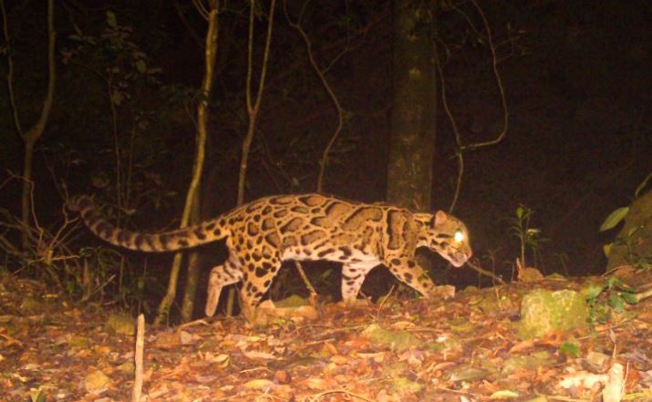 boy dragged away by leopard in nuapada