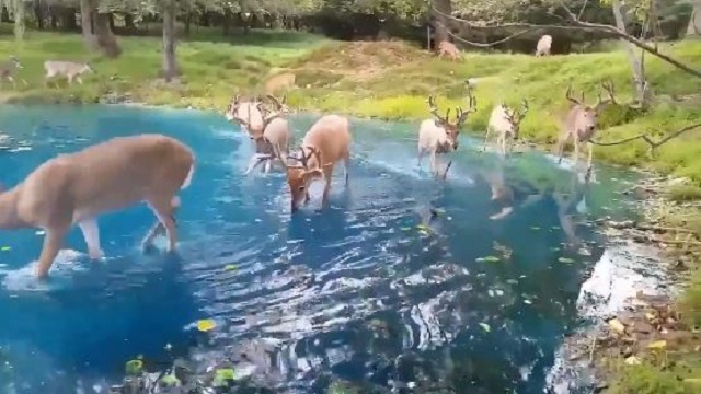 herd of deer enjoying clear water