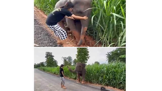 girl helps baby elephant