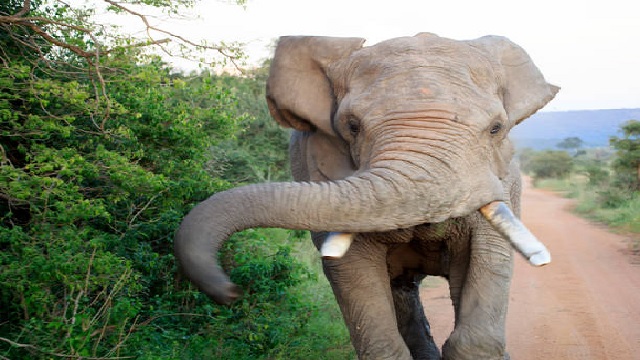 Elephant attack in Odisha