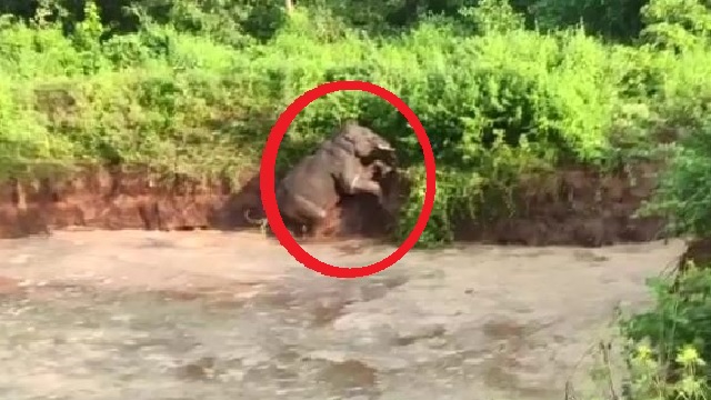 elephant calf stuck in pond