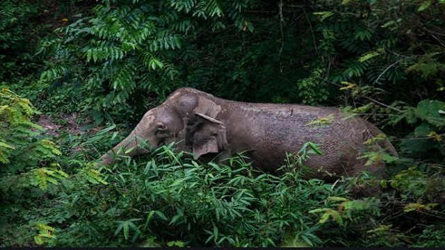 Elephant carcass found in Khuntuni forest