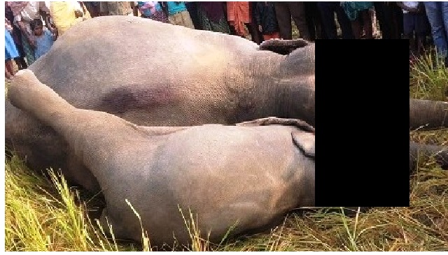 elephants dead odisha