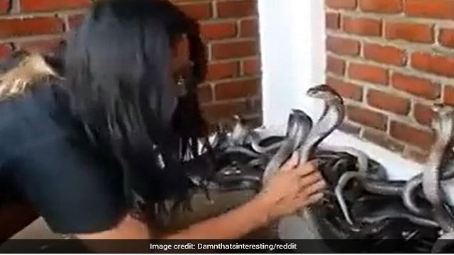girl gives bath to a pit of snakes