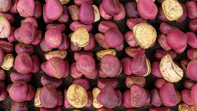 health benefits of kola nuts