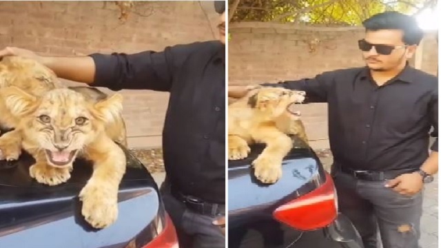man tries to pet lion cubs