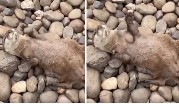 video of otter juggling pebble goes viral