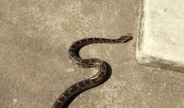 python rescued odisha