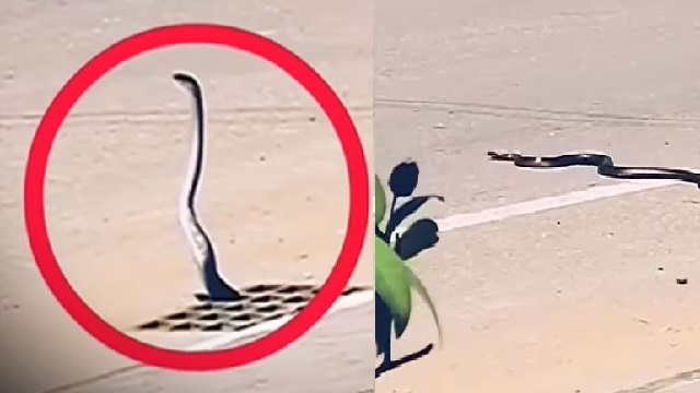 snake comes out of drain