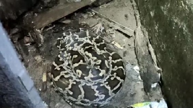 snake rescued odisha
